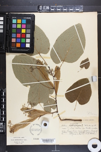 Tilia heterophylla image