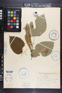 Tilia heterophylla image