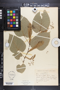 Tilia heterophylla image