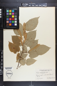 Tilia heterophylla image