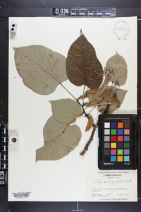 Tilia heterophylla image