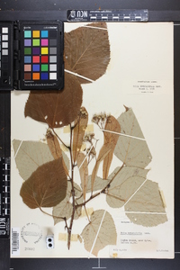 Tilia heterophylla image