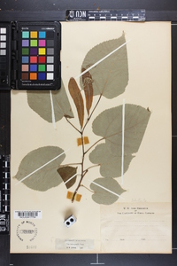 Tilia heterophylla image