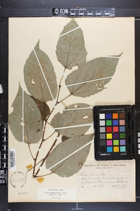 Tilia heterophylla image