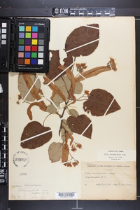 Tilia heterophylla image