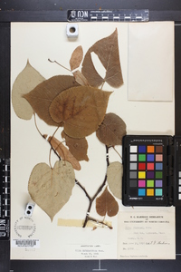 Tilia heterophylla image