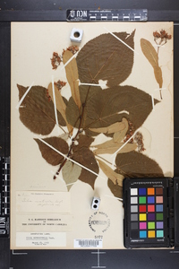 Tilia heterophylla image