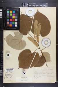 Tilia heterophylla image
