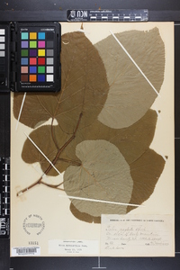 Tilia heterophylla image