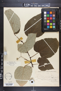 Tilia heterophylla image