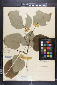 Tilia heterophylla image