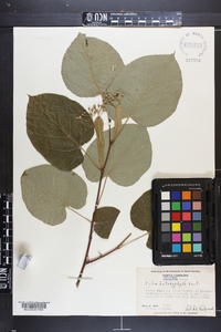 Tilia heterophylla image