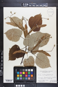 Tilia heterophylla image