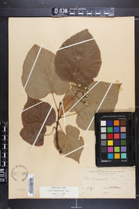 Tilia heterophylla image