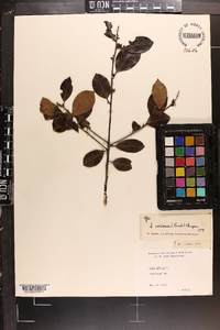 Ilex coriacea image