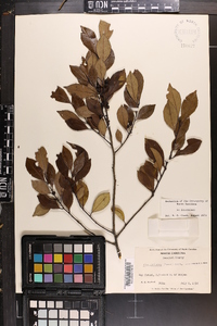 Ilex coriacea image