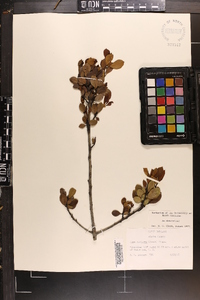 Ilex coriacea image