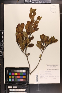 Ilex coriacea image