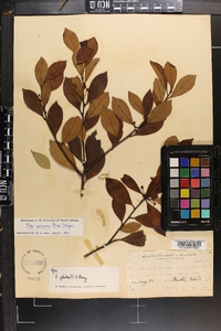 Ilex coriacea image