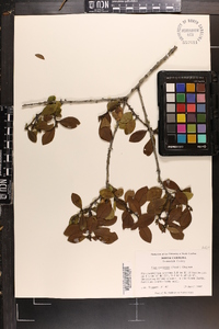 Ilex coriacea image