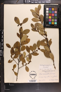 Ilex coriacea image