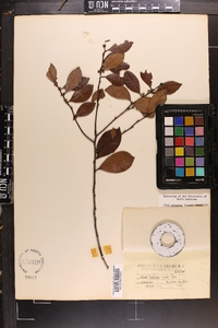 Ilex coriacea image