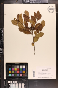 Ilex coriacea image