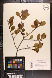 Ilex coriacea image