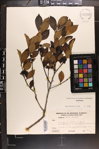 Ilex coriacea image