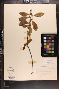 Ilex coriacea image
