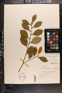 Ilex coriacea image