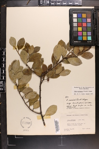 Ilex coriacea image