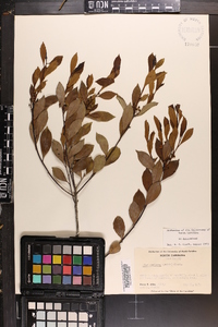 Ilex coriacea image