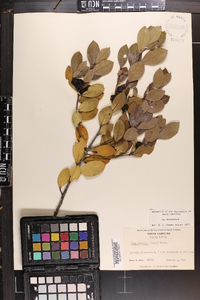 Ilex coriacea image