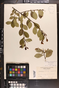 Ilex coriacea image