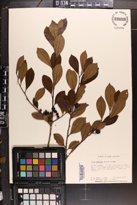 Ilex coriacea image