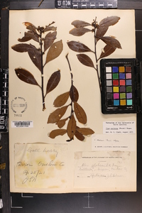 Ilex coriacea image