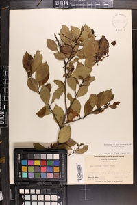 Ilex coriacea image