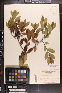 Ilex coriacea image