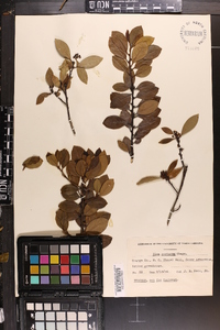 Ilex coriacea image