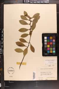 Ilex coriacea image