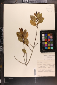 Ilex coriacea image