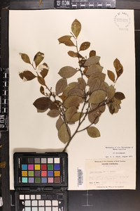 Ilex coriacea image