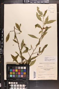 Ilex decidua var. decidua image
