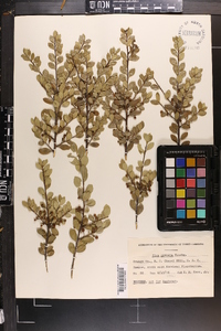 Ilex crenata image