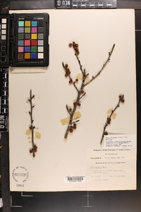 Ilex decidua var. decidua image