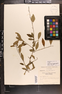 Ilex decidua var. decidua image