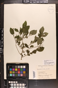 Ilex decidua var. decidua image
