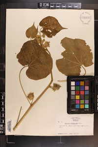 Abutilon theophrasti image