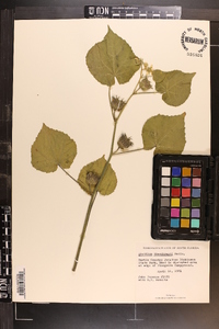 Abutilon theophrasti image